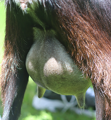 Lesperance Black Sabbath 